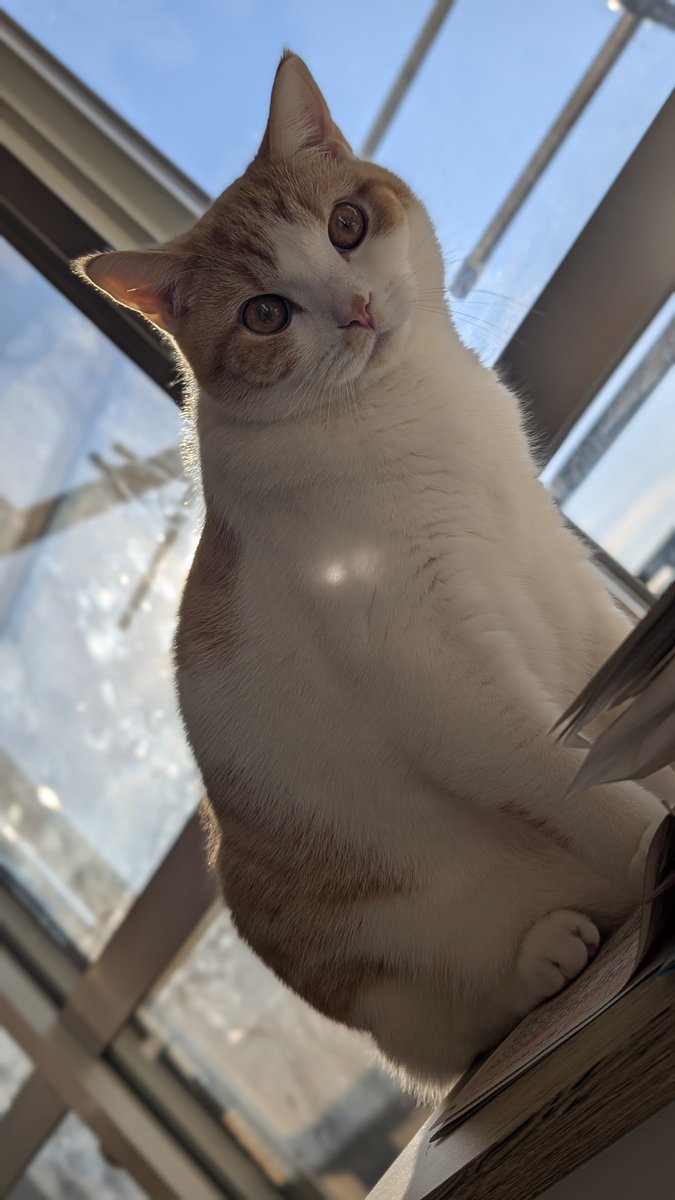 ともりん（感謝） ともりん( ´ω`)つ🇯🇵 (@tomorin76) / Posts / X