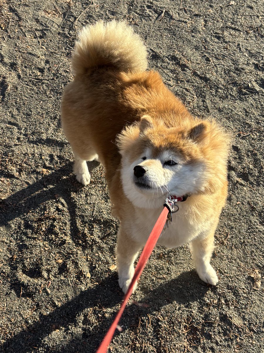 柴犬のちよ (@M9B7gThSF11HI46) / Posts / X