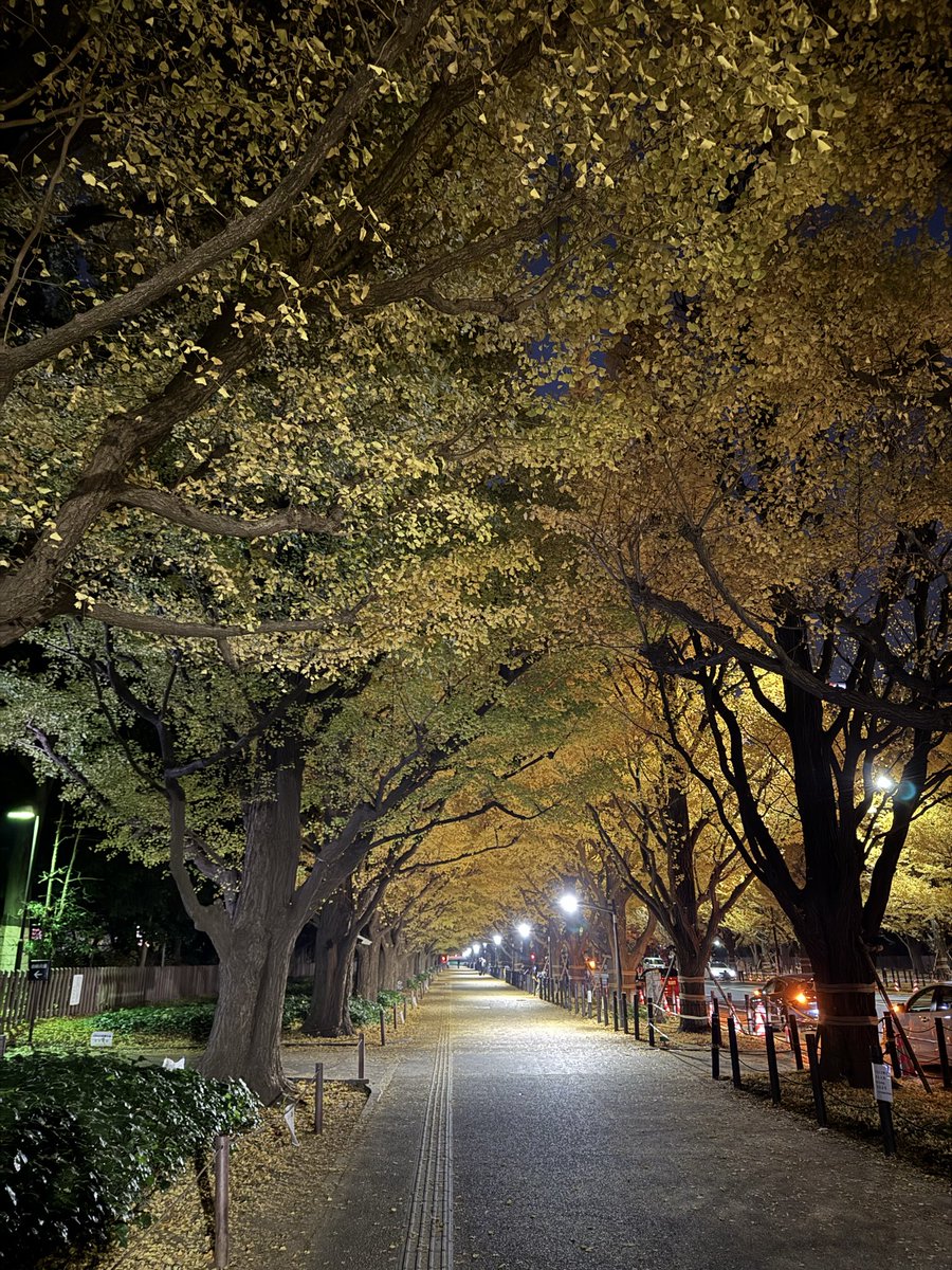 db_atom's tweet image. おはようございますアトム接骨院です！

この前、国立競技場近くの並木通りに行ってきました。

これから、どこかにお出かけする機会が増えるので、暖かい服装でお出かけしましょう！

 #アトム接骨院
  #接骨院
 #浦和
 #イチョウ