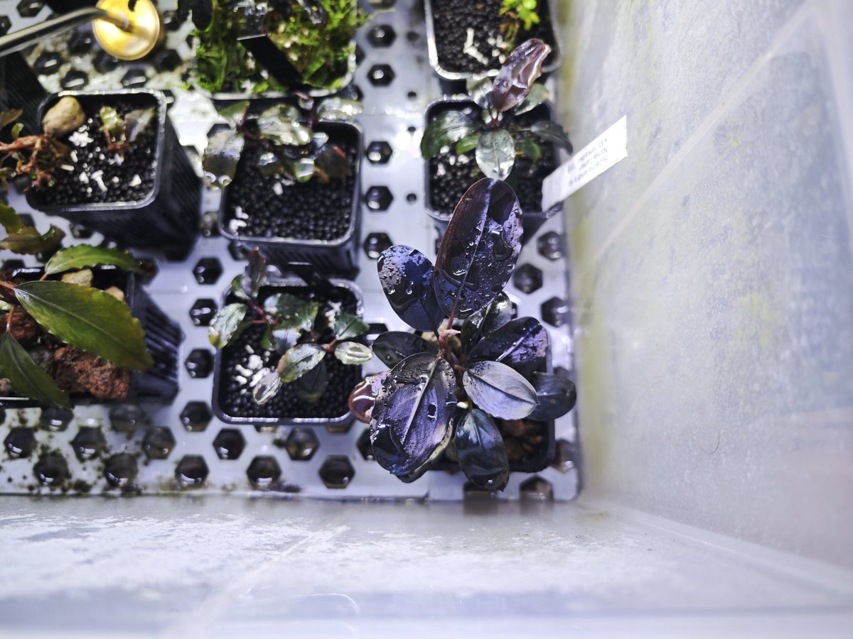 untaebi's tweet image. 発色えぐくて見てると時が止まる笑（大げさ）

#ブセファランドラ