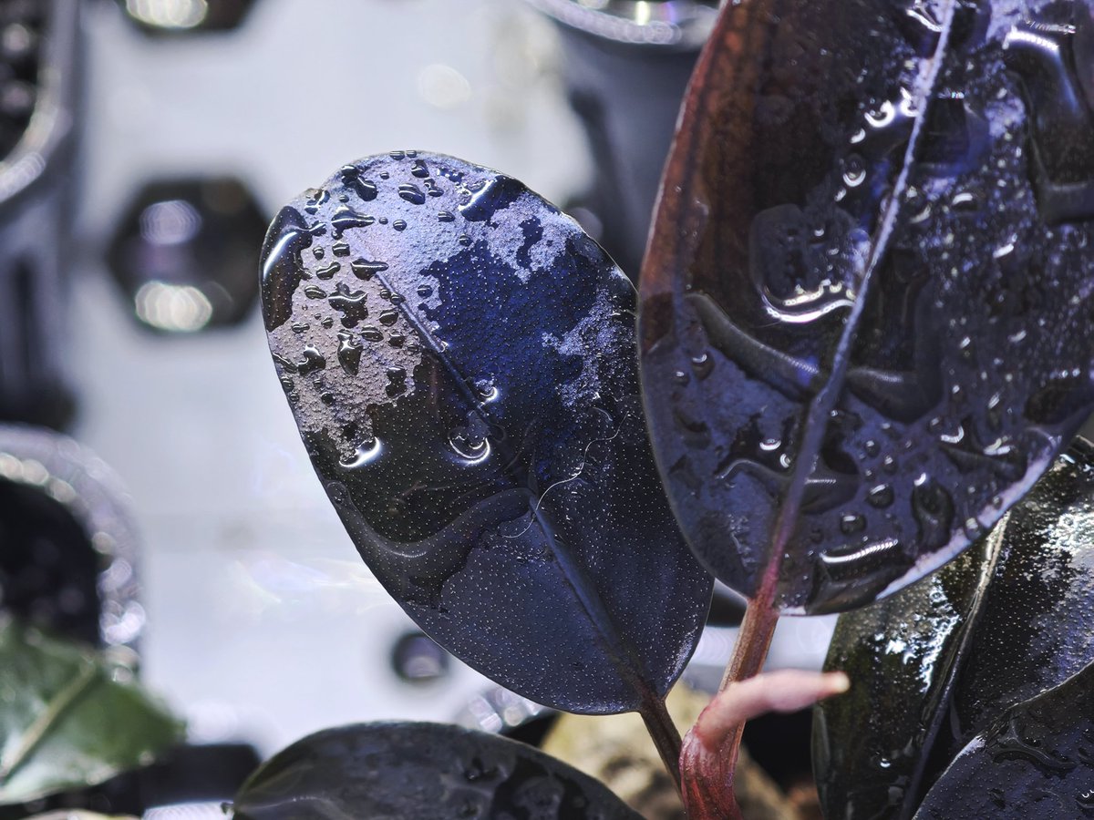 untaebi's tweet image. 発色えぐくて見てると時が止まる笑（大げさ）

#ブセファランドラ