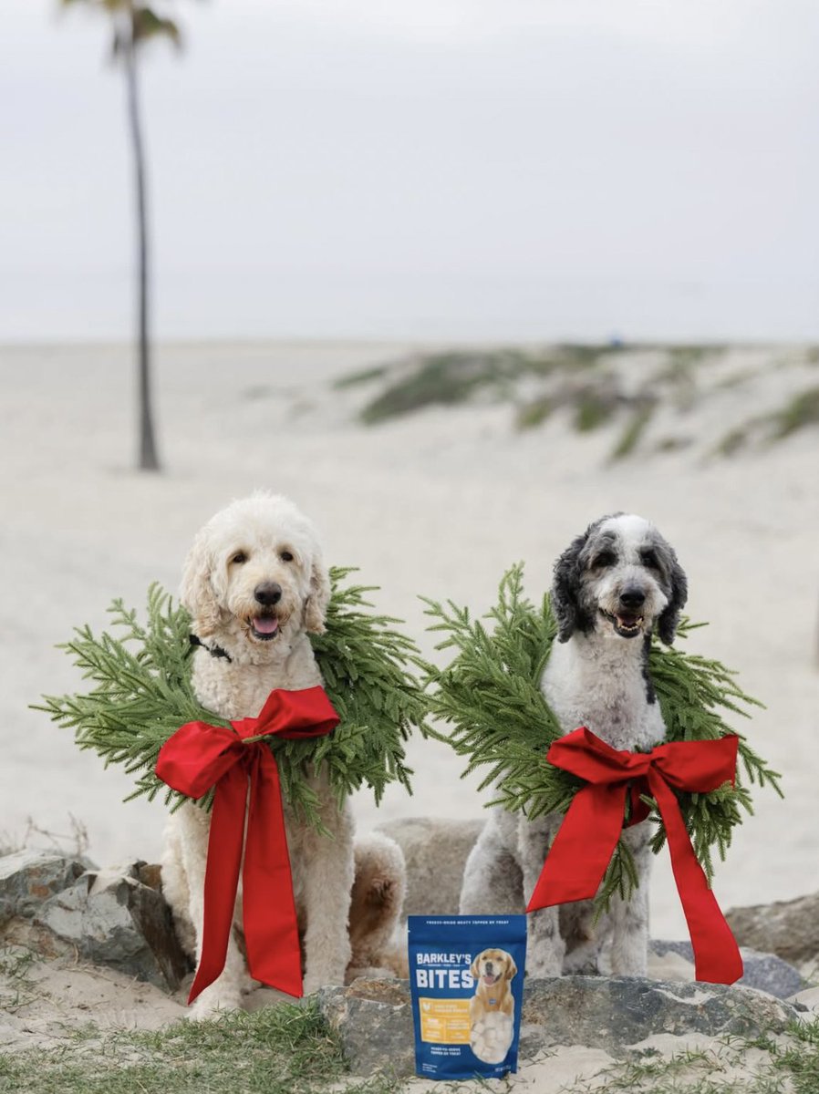 BarkleysBag's tweet photo. Deck the paws with Barkley’s 🎄From stocking stuffers to under-the-tree treats we’ve got your dog covered this holiday season! #BarkleysBag https://t.co/Eqn8l3xLHq