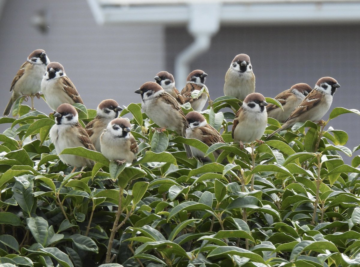 ちゅん太 (@venerechi13) / Posts / X