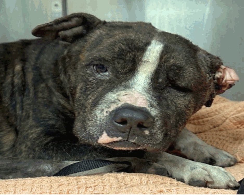 _taysmyoxygen1d's tweet image. 🆘 INJURED #AMSTAFF DOG IS BEING KILLED TOMORROW 12.10 BY #SANANTONIO ACS‼️

LEBRON 💔#A785510
3yo male, 54.5lb

To #foster 📧
acsrescue-foster@sanantonio.gov 
☎️2102076669

 #DogLovers #FostersSaveLives 
#DontBullyMyBreed
#PledgeForRescue 🙏🏼