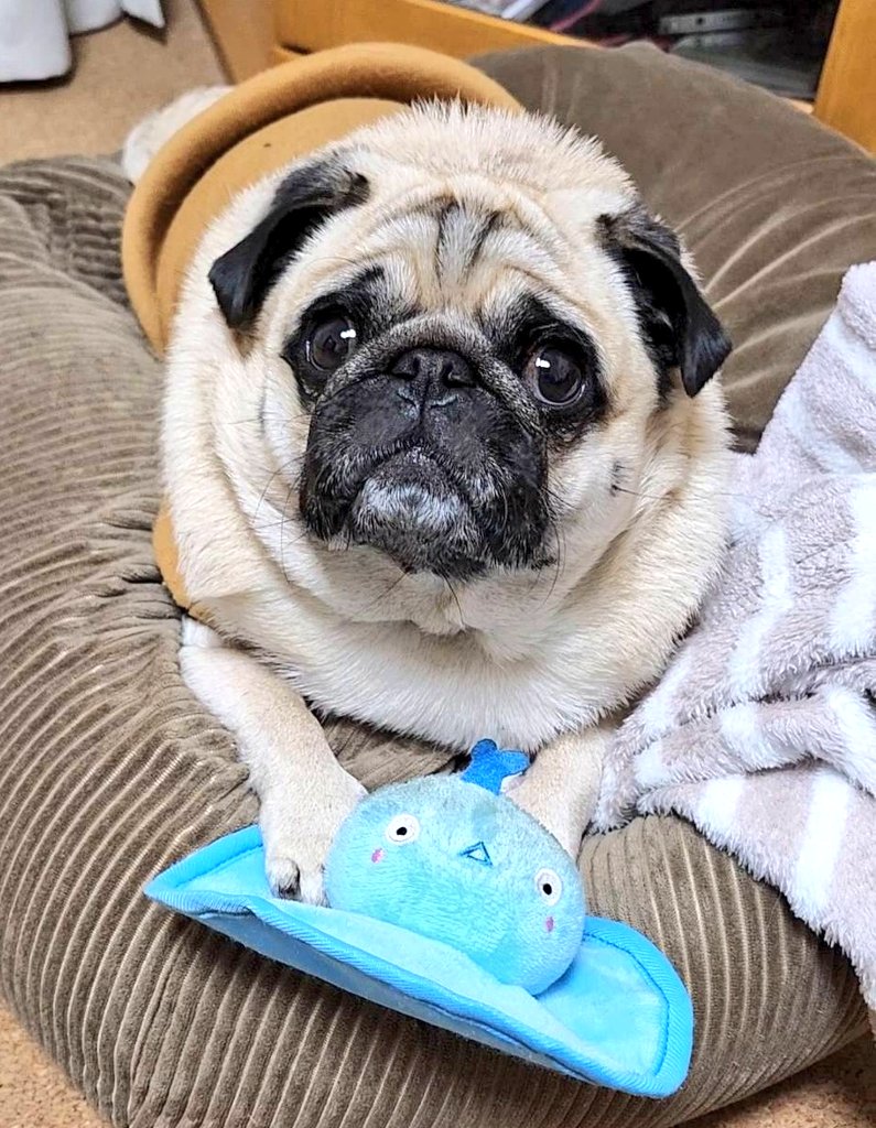 パグのぽんず (@1Zn5cHU4VIn98mJ) / Posts / X パグのぽんず (@1Zn5cHU4VIn98mJ) / Posts / X