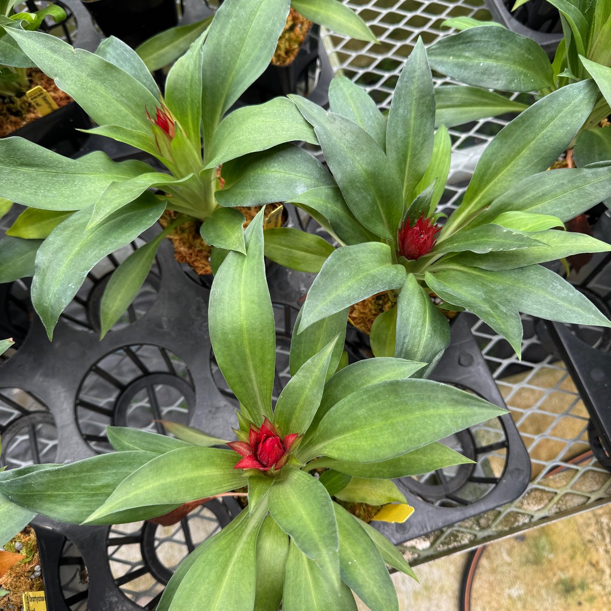 AkatsukaOrchid's tweet photo. Holiday blooms on the way: Stenorrhynchos speciosum is budding now, festive red flowers soon. #ChristmasOrchid #limitedqty https://t.co/JWSEnM2aqJ