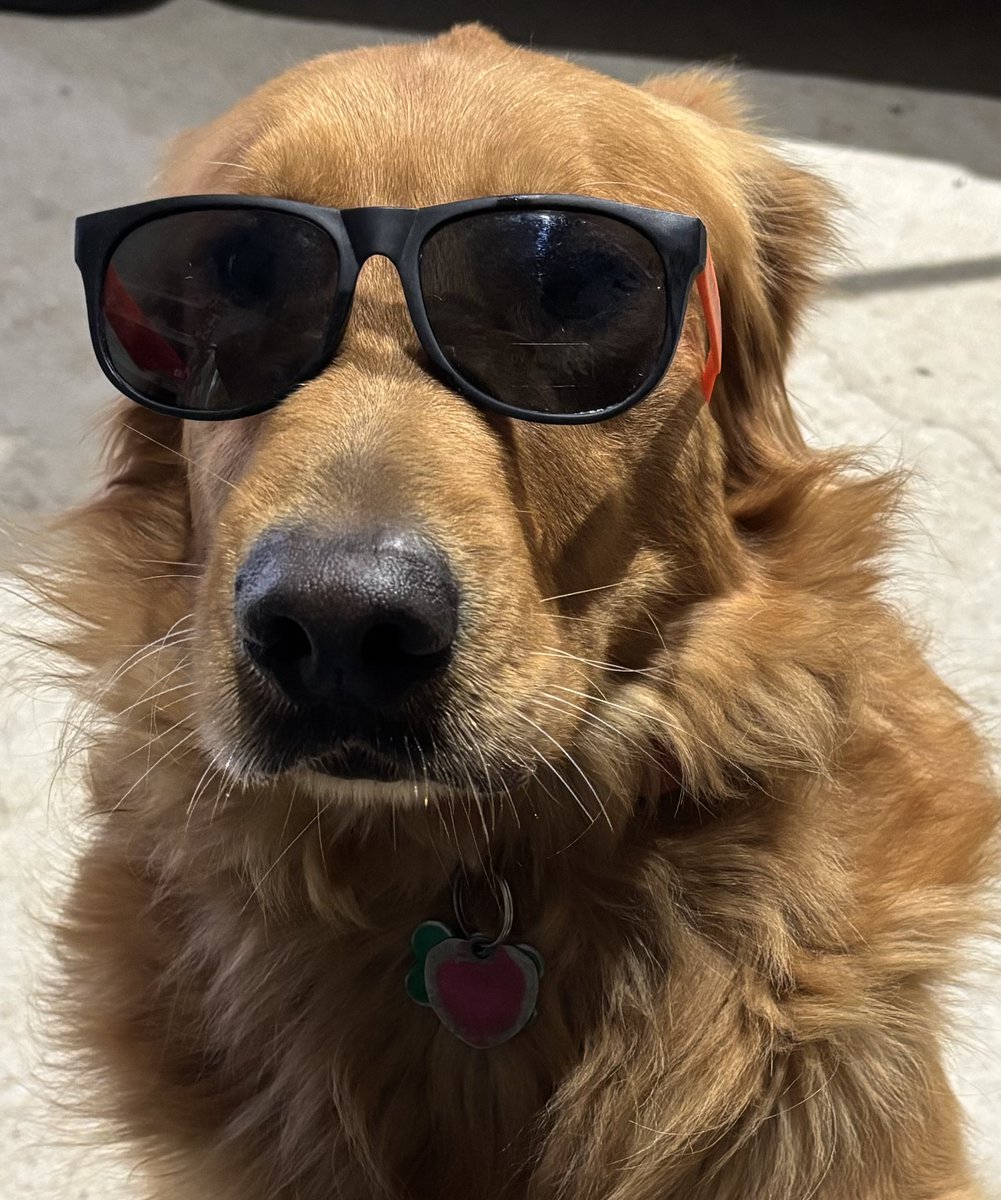 Golden Retriever Mark Franz tweet media