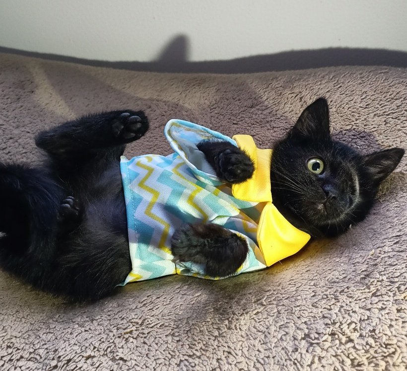 Biz mlsf ki büyümeye başladık. Henüz 1 karışken, boyum uzamadan bir beyfendi ya da hamfendi bana yuva olmak ister mi?
Zaten siyah ve engelliyim bir de büyüyünce hiç isteyenim olmuyor...