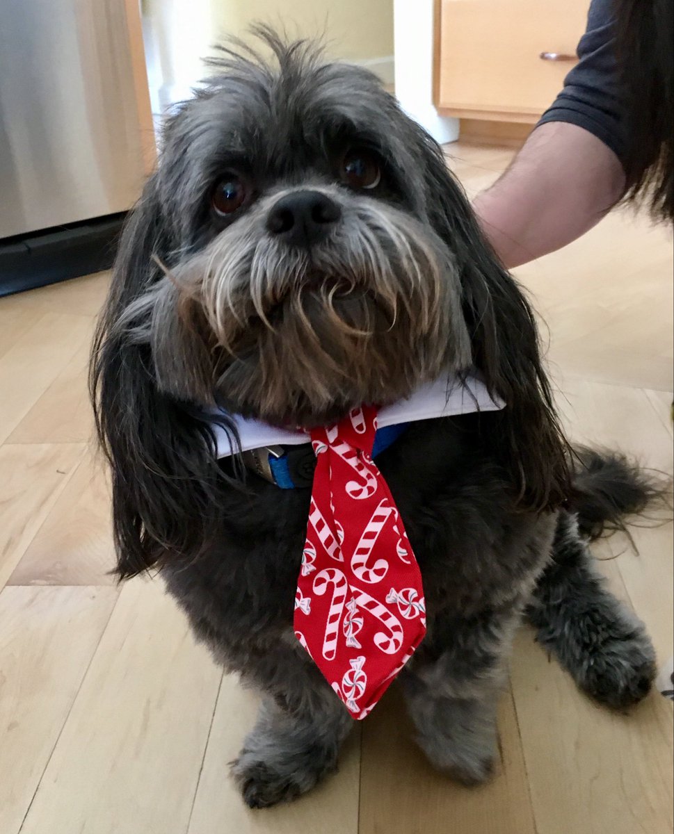 SweetMelAZ's tweet photo. @namwella1961 Max has lost most of his teeth, he’s blind and nearly deaf, but he wants @KristiNoem to know he can still scratch. #ForCricket https://t.co/53D0hpdVEL