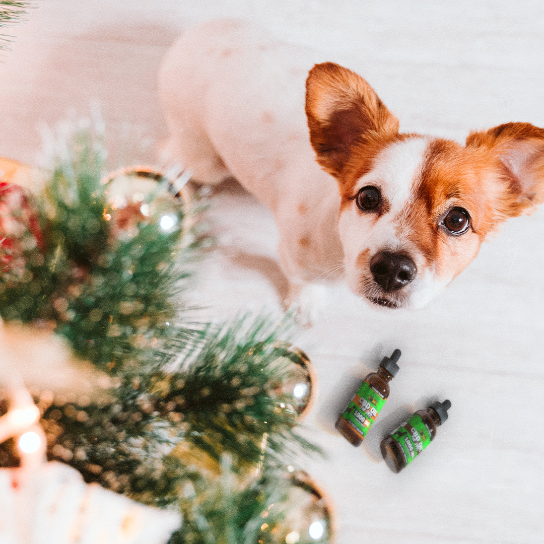 HempBombs's tweet image. Paws, presents, and plenty of calm. 🎄🐾
#cbdoil #petoil #cbdfordogs #dogcbdoil #hempoil #hempbombs