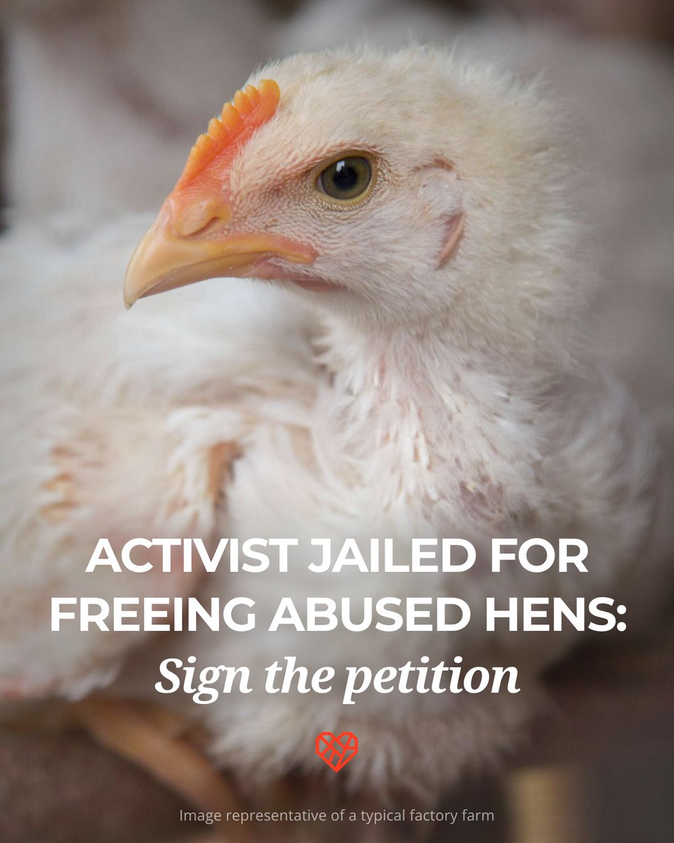 The Humane League has signed an open letter calling on California Governor Gavin Newsom to pardon Zoe Rosenberg for immediate release. @zoe_rooster, who has dedicated her life to the animals, was recently sentenced to 90 days in jail after rescuing suffering hens from a
