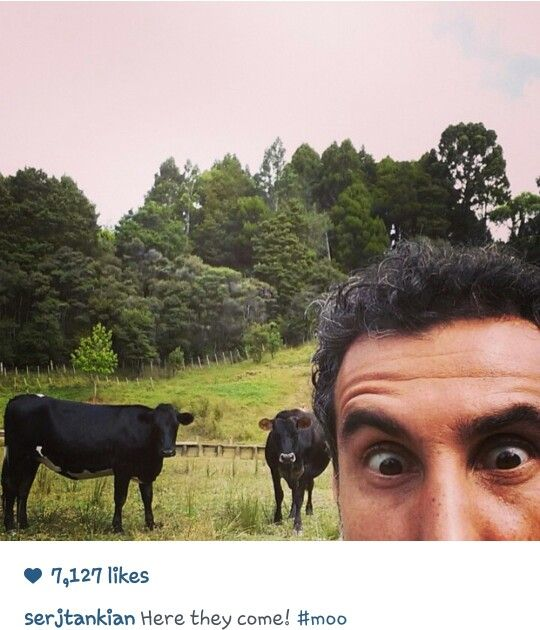 imagesinred_'s tweet image. Here they come! #moo