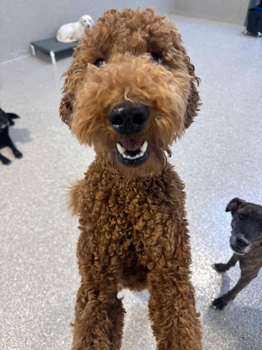 SouthFairfax's tweet image. From Chamber member Healthy Hound Playground and Grooming
Our new Fairfax location is officially opened! Head over to Healthyhoundplayground.com and click Schedule Now to get started. We can’t wait to meet you and your best friend! 🐶🎾🎉 #nova #fairfaxcounty #dogdaycare