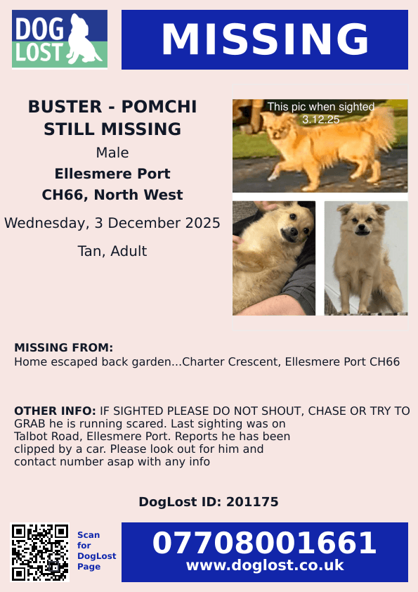 🆘3 DEC 2025 #Lost BUSTER #STILLMISSING POMCHI Male  #ScanMe #STOLEN??
Charter Crescent #GreatSutton #EllesmerePort #CH66 
Cheshire West and Chester
doglost.co.uk/dog/201175