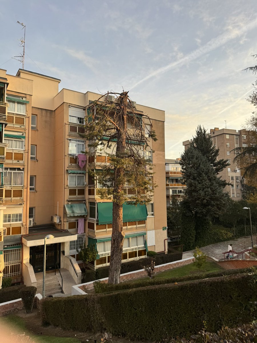 vvictor_12's tweet photo. Así tratan a los árboles cierta empresa “experta en jardinería” en Coslada 
Llevan ya varias calles arrasadas y yo llevo más de 1 mes intentando reclamarlo por varias vías. 
Existe una ley, al menos en la Comunidad de Madrid que regula y prohíbe
Que la cumplan ya… https://t.co/yjteYGPOPh