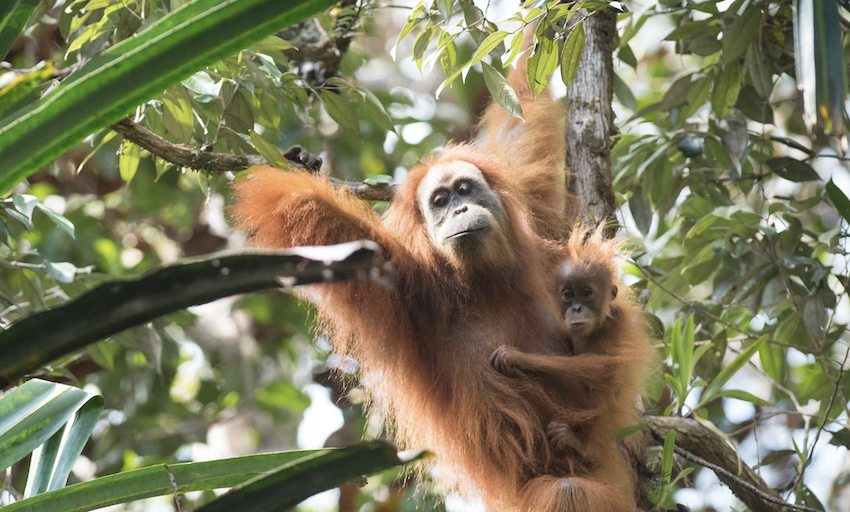 WorldApeFund's tweet photo. It’s the world’s rarest ape. Now a billion-dollar dig for gold threatens its future: https://t.co/j3vMh8VH7W https://t.co/OCafgqHZBu