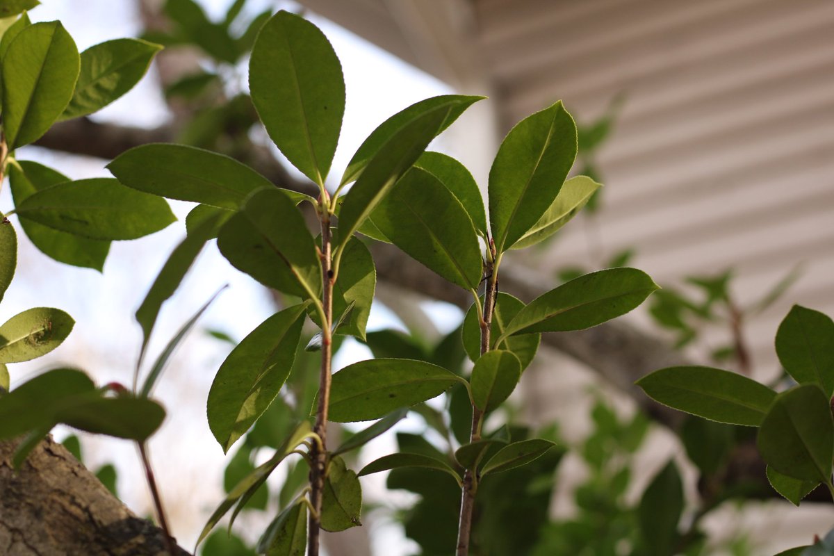 Day 3 (taken by me) 
the growth pt. 1