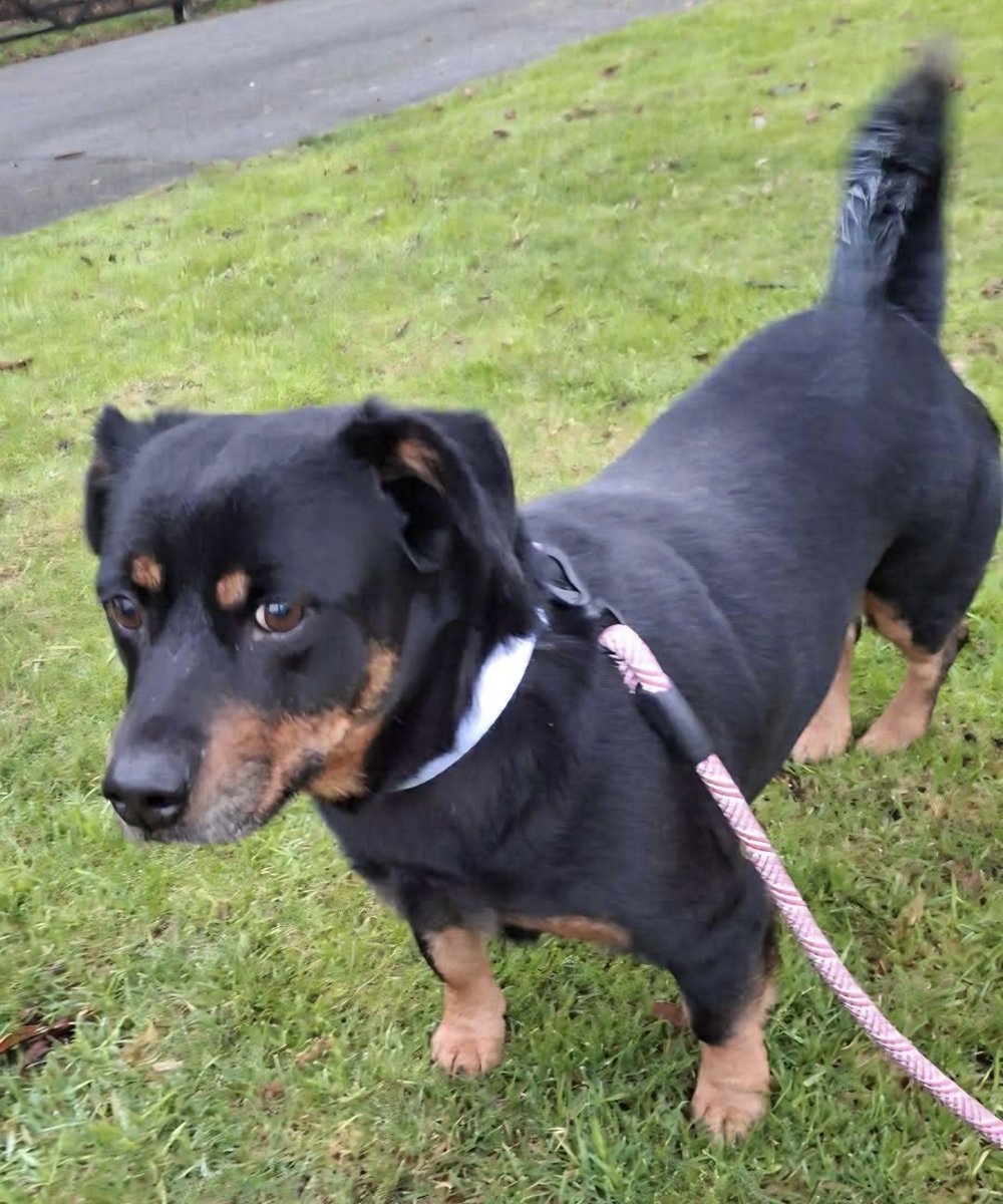 SadiesDogRescue's tweet image. 🩷🐝 Bea 🐝🩷 
hopes for a Happy New Year 🙏

✅️ UK 🇬🇧 foster or adopt
✅️ Experienced adult/s with a willingness to work with her
✅️ Behavioural support offered
✅️ Housetrained
✅️ Can be left
✅️ Walks well on a lead
❌️ No kids
❌️ No Pets

🧵 Pls share #rehomehour