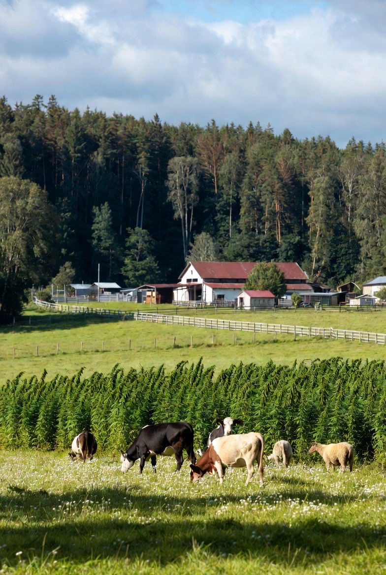 Everyone’s hyped up about “clean beef tallow” and anti-seed oil crusades, especially with people like RFK Jr. or the new crop of “wellness” politicians making headlines. But here’s the real talk: none of that matters if we’re still feeding our chickens, cows, and goats dead feed