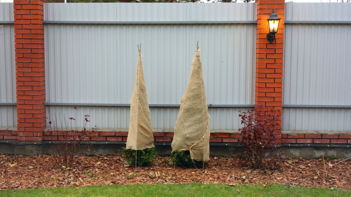 Arborjet's tweet image. Tips Tuesday: Winter Injury Protection

Newly planted evergreens are at risk from sunscald &amp;amp; desiccation.
✓ Use trunk wraps
✓ Set up burlap screens
✓ Keep materials in place until early spring

#TipsTuesday #TreeCare #WinterProtection #PlantHealthCare