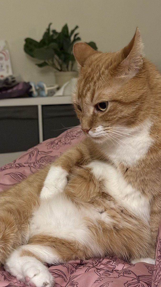 Svetlana Žigajeva tweet media