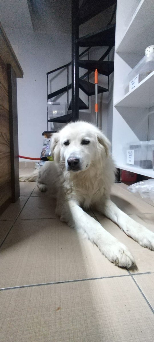 Bu üç köpeğin hepsi barınaktan kurtarıldı. Acilen geçici/kalıcı yuva arıyorlar. Evleri bildikleri sokaklardan alındılar. Birisi golden, birisi golden mix birisi de kangal. Eskişehirdeler ancak çevre illere nakil ayarlamaya çalışırız.