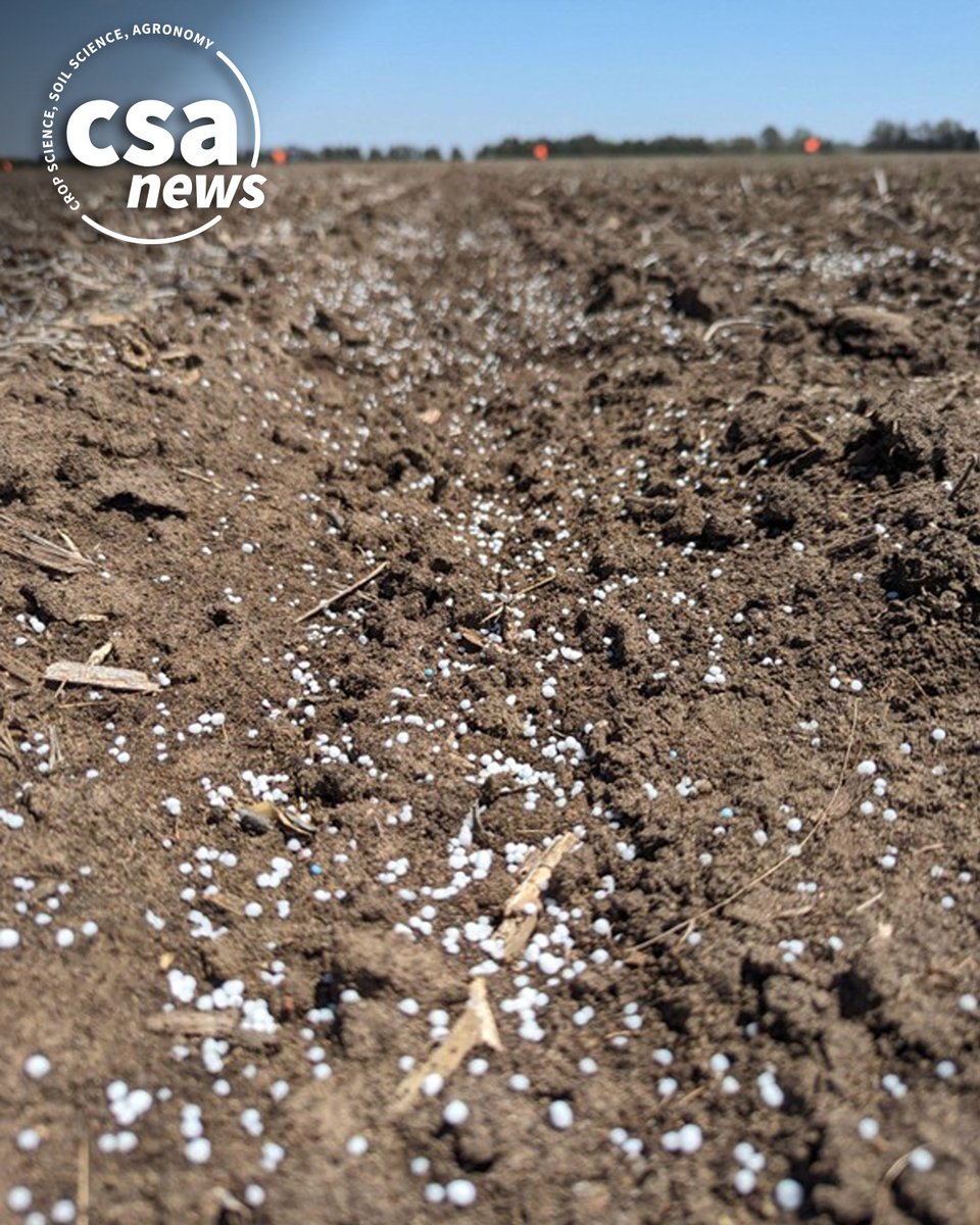 CCASoundAdvice's tweet photo. Struggling to optimize soil N for max yield AND low impact? This article shares key strategies to increase N-use efficiency &amp; improve sustainability. Read more:  https://t.co/kDPdUaTQIj
 #SoilSustainability #NitrogenManagement #CropProductivity #SoilHealth #NutrientManagement https://t.co/DKVtyDb9jz