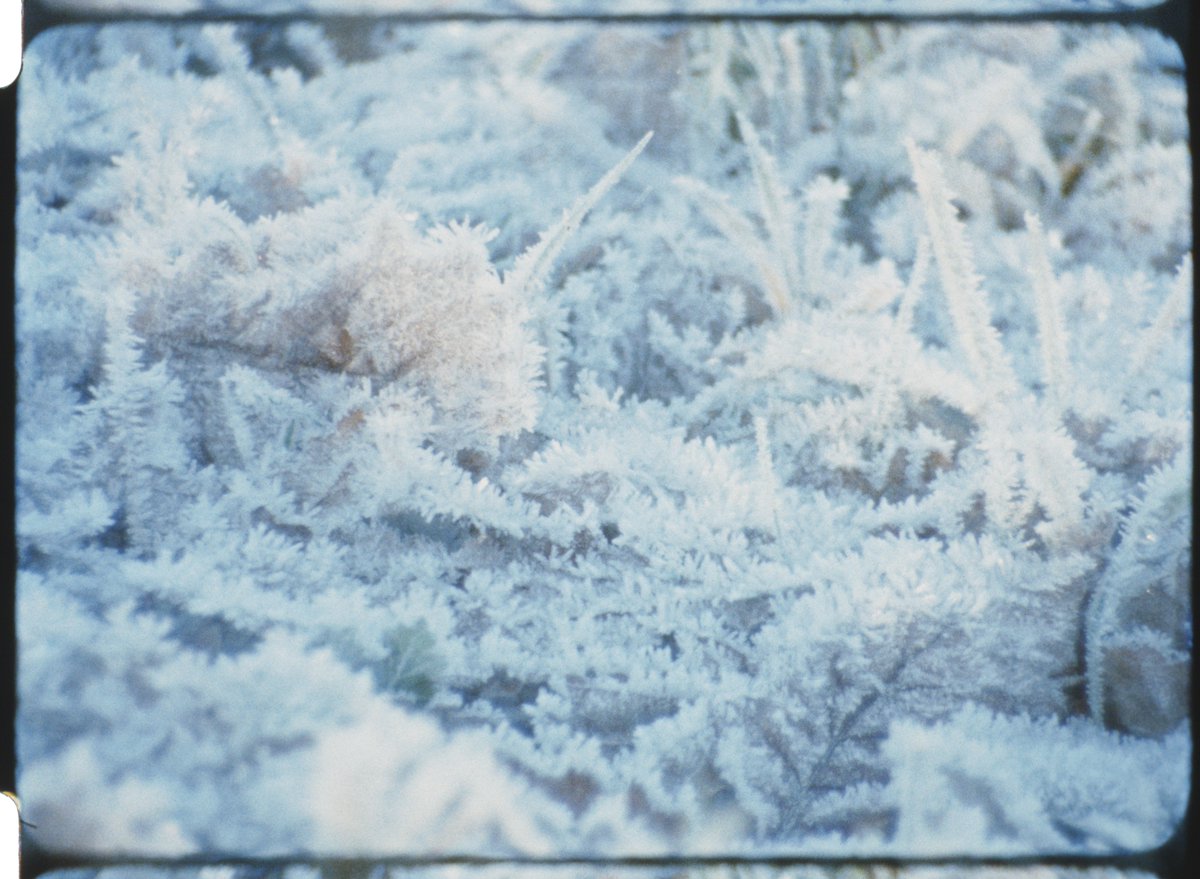 still up to my usual tricks (capturing autumn foliage + frost on 16mm ekta)!