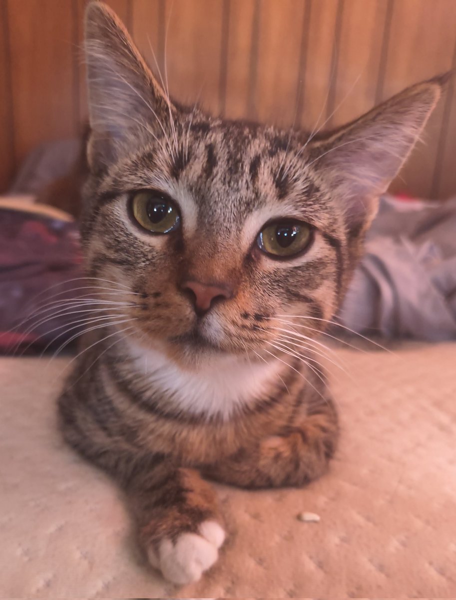 machineplayer72's tweet image. Mittens is staring into your soul