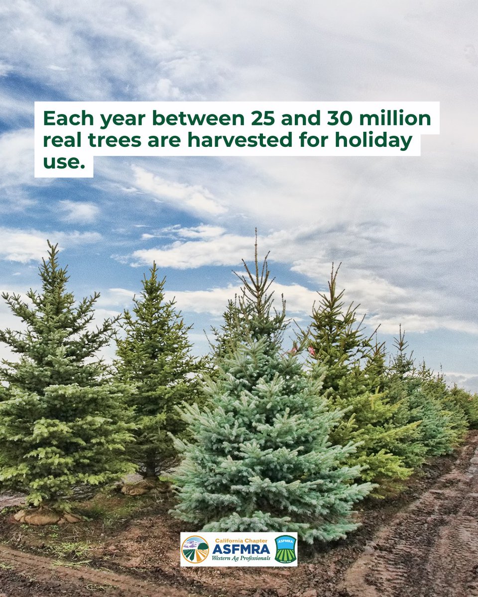 calasfmra's tweet photo. That Christmas tree in your living room? Chances are it’s one of the 350 million growing across U.S. tree farms — planted years ago!. 🌲

Are you team real or fake tree?

#calasfmra #asfmra #FarmFactFriday #AG #christmastree #christmastreefarm https://t.co/Dox112eGoS