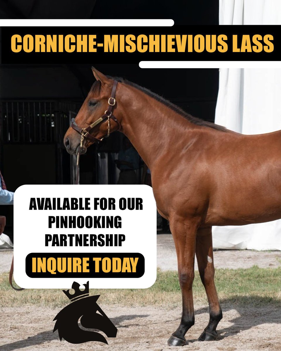 sportofkingstc's tweet image. Say hello to our promising January 2024 bay colt by Corniche, out of Mischievous Lass by Into Mischief.

Discover how you can be part of his journey. Check out our pinhooking partnerships today! sokracing.com/pinhooking

#SportOfKingsRacing #Thoroughbred #Pinhooking