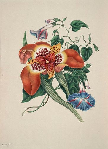 ForgottenWomenW's tweet photo. Eliza Eve Gleadhall was an incredible botanist from Heath whose work still informs botanical classifications today:  https://t.co/EIi9LtnEde https://t.co/Y1lGymdo1d