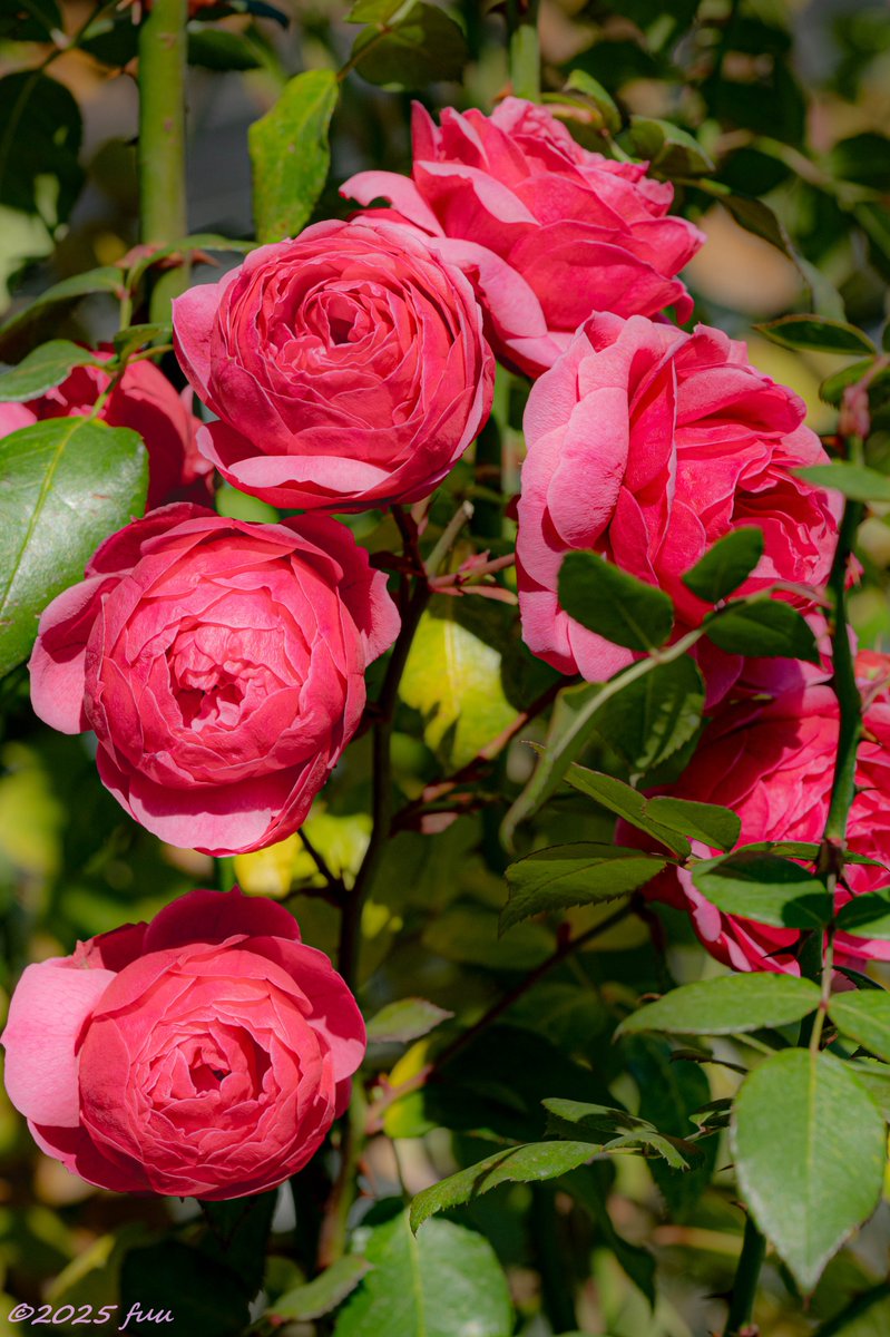 𖤣𖥧𖥣𖡡𖥧𖤣 ふう ꕤ୭ (@fuu_2021_) / Posts / X