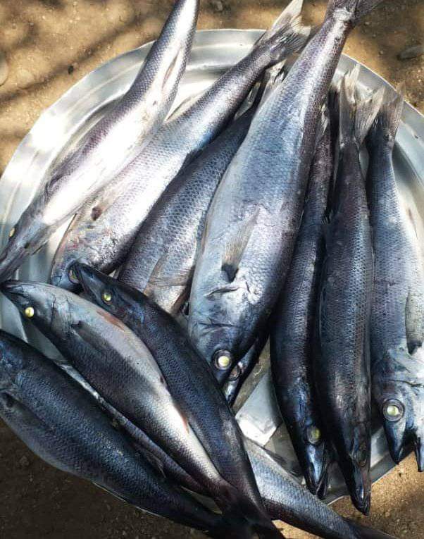 KiengeKki's tweet photo. #Kalemi, perle du lac Tanganyika près d’#Uvira, capitale du #lithium congolais et grenier poissonnier du Katanga (Mukeke/Mikebuka, Ndakala).
Une ville à la géo-stratégie militaire incontournable pour la stabilité de la #RDC. 🇨🇩 https://t.co/3SjEdC98OW