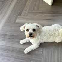 🆘9 DEC 2025 #Lost Benji #ScanMe
Bichon Frise Male
Arboretum House, Morleston Street #derbydellamole  South #Derbyshire #DE23
doglost.co.uk/dog/201219
