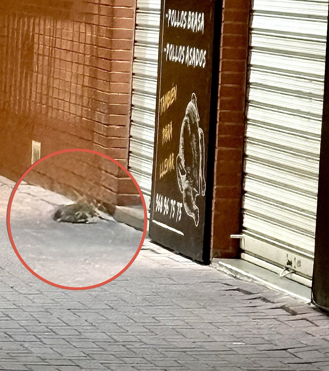 hermiCV's tweet photo. Tenemos ratas como conejos en pleno Juan Carlos I @AytoMurcia @Rebepl a la altura del Paseo Joaquín Garrigues Walker al lado de número 16 hay un solar abandonado donde se crían las ratas sin control ¿podéis dar una solución urgente?
Fotos de dos de ellas de esta misma noche. https://t.co/VF6wHiMZCz