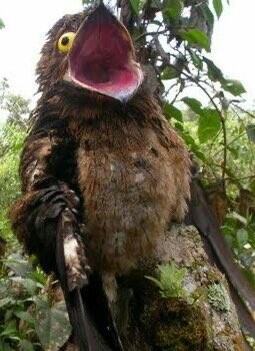 casa_corvo's tweet image. His expressions remind me of this fuckass bird