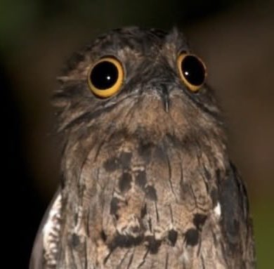 casa_corvo's tweet image. His expressions remind me of this fuckass bird