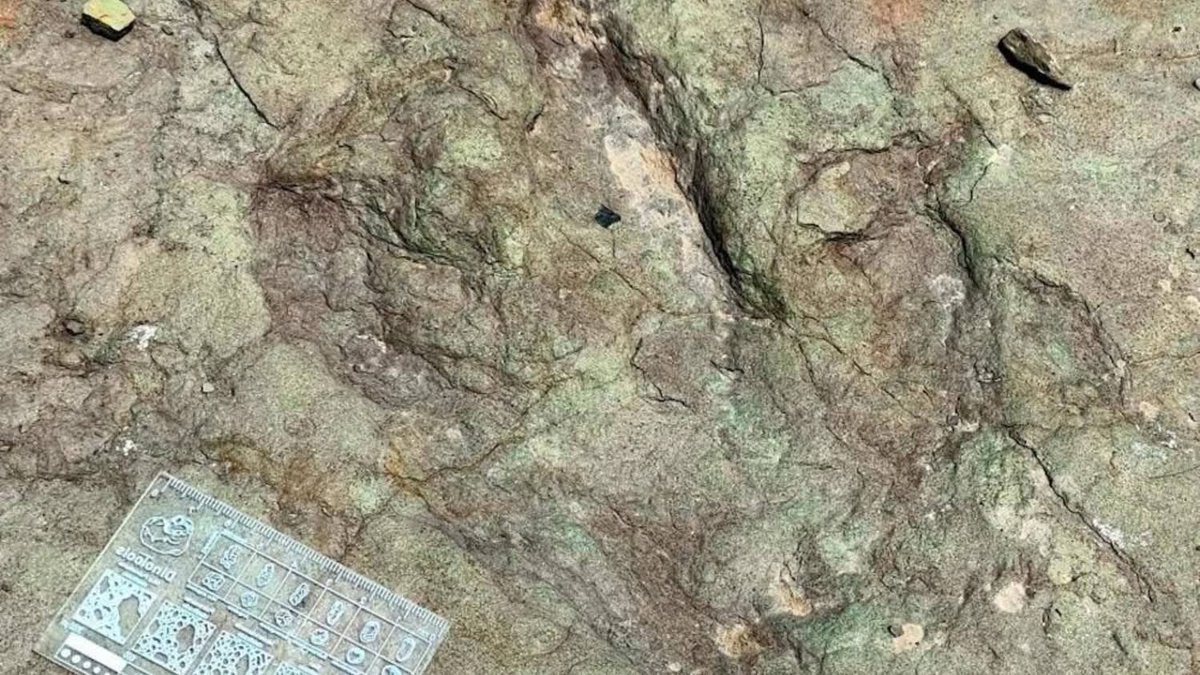 RDOaxaca's tweet photo. 🦕✨ ¡Descubrimiento gigante en la reserva Tehuacán–Cuicatlán!
Especialistas del @INAHmx confirmaron el hallazgo de huellas de dinosaurios de más de 120 millones de años en la Reserva de la Biósfera Tehuacán–Cuicatlán, territorio de #Puebla y #Oaxaca 🌎🌵
https://t.co/qgifMQkdx4 https://t.co/w0oUJDbMi9