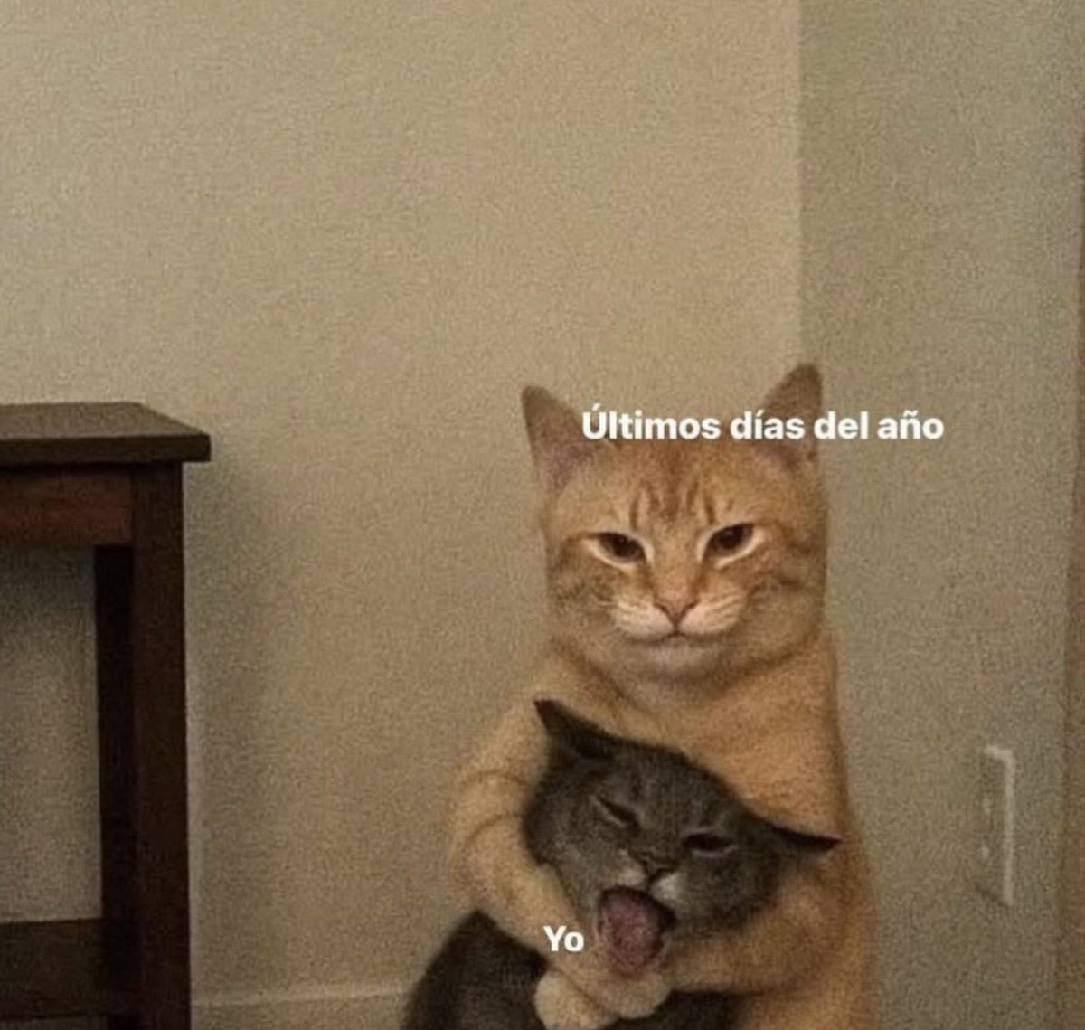 Dilo con gatitoz (@dilocongatitoz) on Twitter photo 