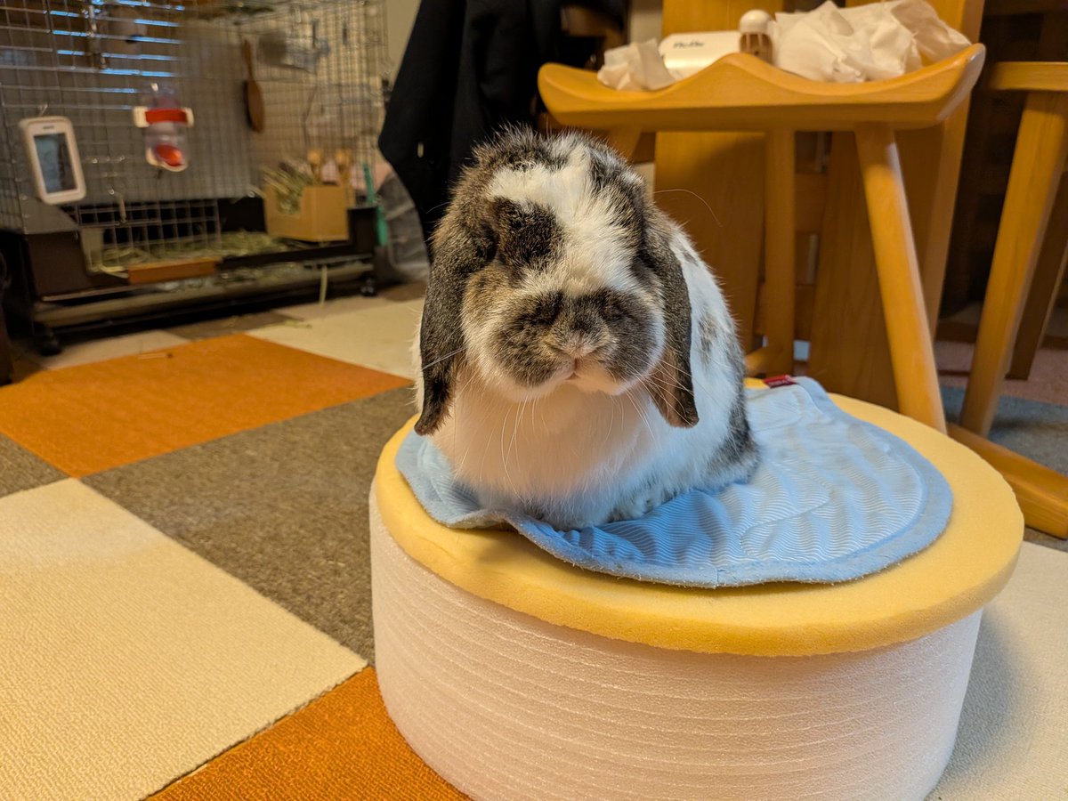 もも♀🍑@うさぎパパ (@momorabbit21) / Posts / X