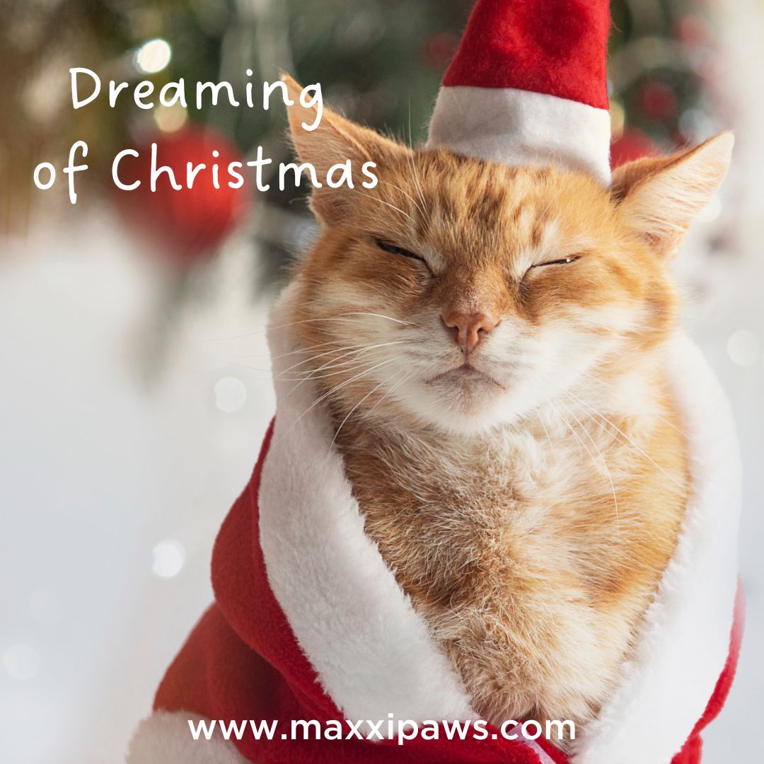 maxxipaws's tweet image. #christmasiscoming #lovechristmas