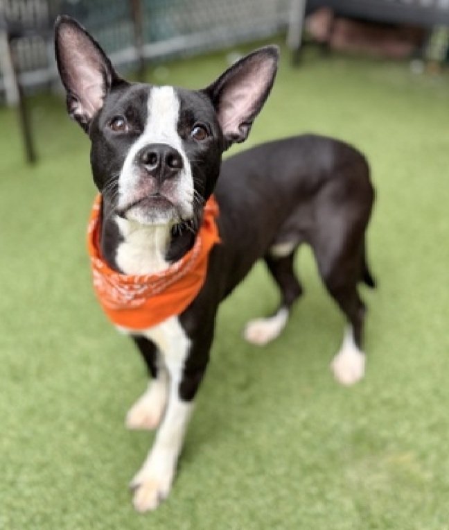 Jazzy J 242441
Listed TBK 12/11
#NYCACC #RescueOnly 
He is a cute 1 yr old puppy  🐶 
Has CIRDC  &amp; diarrhea 🚑
Leash &amp; rope reactive in care 
Needs exp all adult home
Help save Jazzy J!
nycacc.app/browse/242441
#Pledge4Rescue #foster #adopt 
#DogsofX