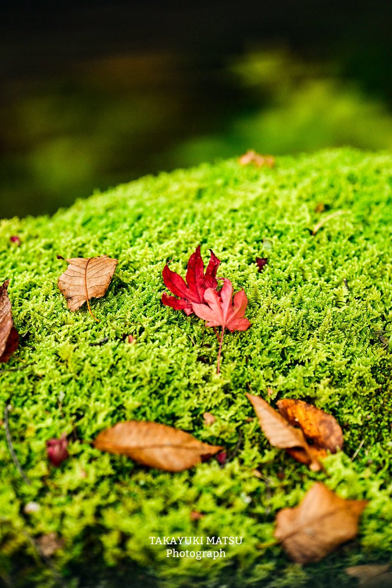 めぐ｜写真 (@TwinsMeg11) / Posts / X