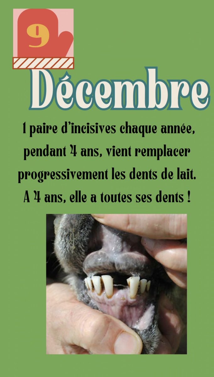 Une technique simple pour comprendre pourquoi l'état de la brebis se dégrade : observer ses dents
➡️ 1 paire d'incisives par an pendant 4 ans
Du déficit minéral à une usure liée au régime alimentaire en passant par un âge avancé, la perte des dents doit être une cause de réforme.