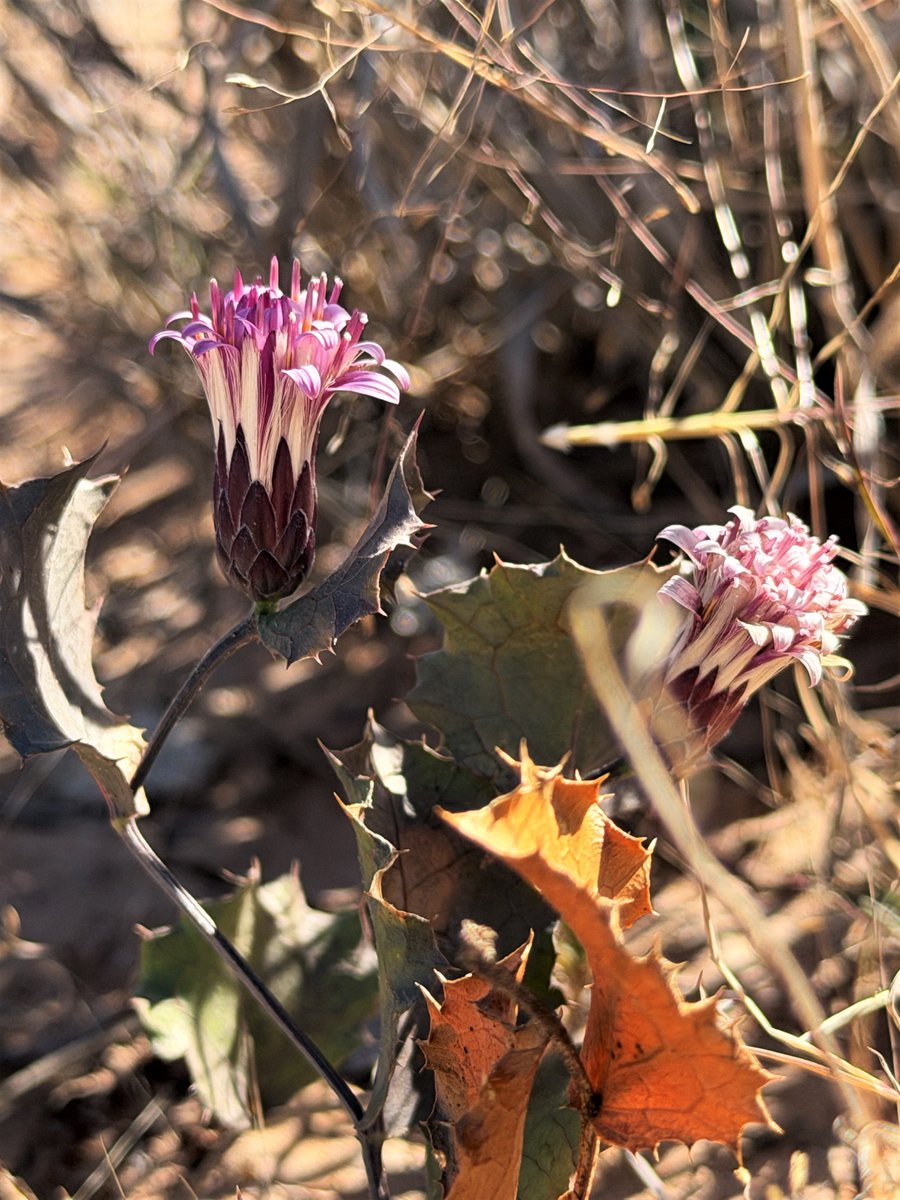 The fields around the BLM's Roswell Field Office are in the holiday spirit with this Desert Holly blooming on BLM land near the Roswell airport. Botanist: It's not uncommon for plants to bloom twice a year, especially with all the rain the area received this year.