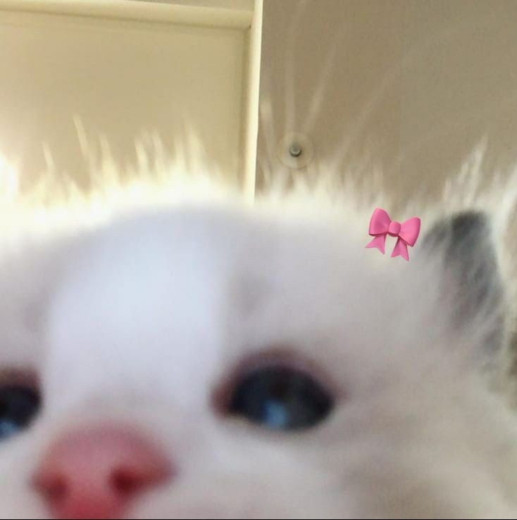 | holissss, he tenido un pensamiento intrusivo de abrirme otra Lily para hacerla con una historia algo diferente que esta, por si la queréis seguir por allí estaré. <a href="/AllY0urTears/">𝒍𝒊𝒂𝒎 𝒋. 𝒆𝒗𝒂𝒏𝒔. masc!</a> y dadle mucho amor