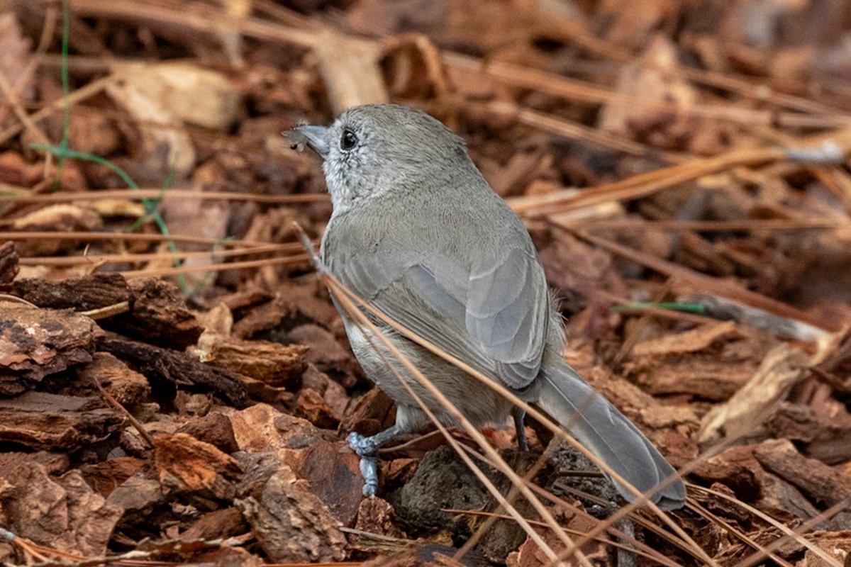 Oak titmouse, a variation on its tufted cousin and another #lifer from my trip to #PaloAlto in October. Seen here scarfing seeds and catching flies in my friend’s backyard. #birding #California #canonphotography #BirdsSeenIn2025