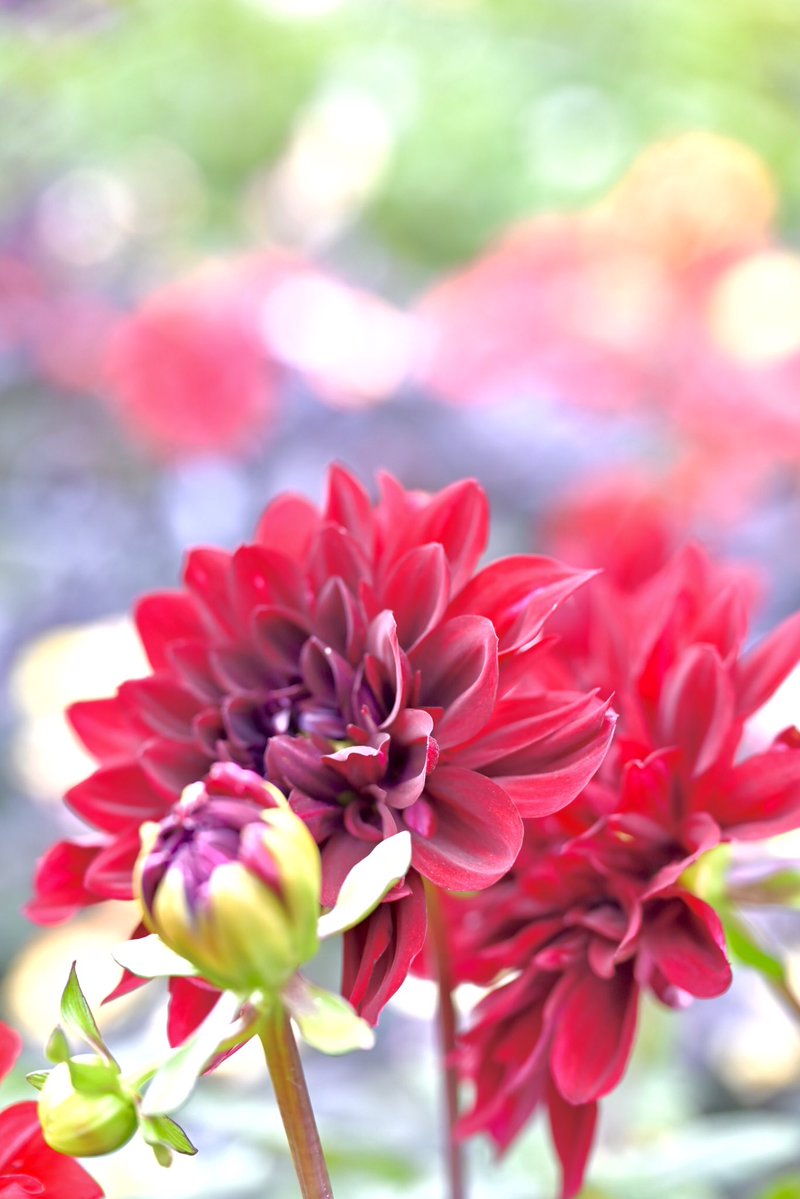 めぐ｜写真 (@TwinsMeg11) / Posts / X