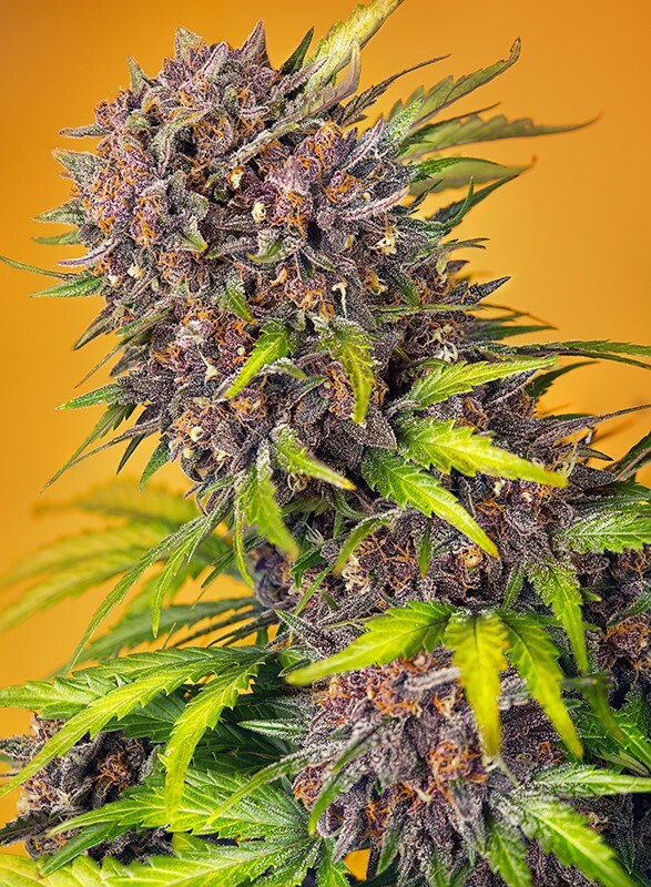 ToroGrow's tweet photo. Sweet Seeds - Diablo Rojo XL Auto (auto/fem.) https://t.co/P9DKXi2Ycm #Cannabis #гроушоп #каннабис #Growshop #Seeds #torogrow #семена #TG #ToroGrowshop https://t.co/ZurSOKtpym